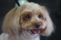 【mxi】Cちゃん　カットコースのご利用ありがとうございました。　全身を5mmの長さで揃えました。　お耳・尻尾は揃える程度にしてお顔はスッキリ目にカットしてお手入れしました◎　爪切りやお耳掃除もして今日もとってもお利口さんにトリミングできました(^^)/栃木県真岡市　トリミングサロン221B