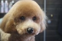 【プードル】A君　カットコースのご利用ありがとうございました。　ブラッシングをしてから爪切りや肛門腺・お耳掃除をしてシャンプーブローをしてからカットに入りました。　前回と同じ長さで全身をカットしてお手入れしました◎　　随分と慣れてきて、今日もとってもお利口さんにトリミングできました(^^)/栃木県真岡市　トリミングサロン221B