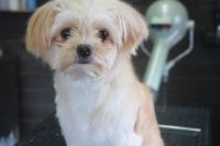 【mix】M君　ご利用ありがとうございました。　ナノバブルオゾン水を使ってシャンプーブローをしてから爪切りや足裏を綺麗にして手足を少し揃えました。　お顔周りは今は苦手なようなので、少しずつ慣れていけばいいかなと思っております◎　　それ以外は特に苦手な事もなくとってもお利口さんにトリミングできました(^^)/栃木県真岡市　トリミングサロン221B