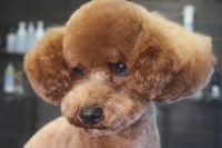 【プードル】Nちゃん　カットコースのご利用ありがとうございました。　爪切りやお耳掃除をしてからナノバブルオゾン水を使ってシャンプーブローをしてからカットに入りました。　お顔は体に合わせてすっきり目にカットして綺麗になりました◎　今日もとってもお利口さんにトリミングできました(^^)/栃木県真岡市　トリミングサロン221B　
