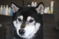 【柴犬】Kちゃん　ナノバブルオゾンシャンプーコースのご利用ありがとうございました。　良くお手入れされていたので直ぐにシャンプーに入りる事ができました◎　爪切りやお耳掃除もして全身綺麗になりました。　今日もとってもお利口さんにトリミングできました(^^)/栃木県真岡市　トリミングサロン221B