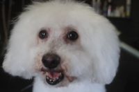 【ビション】E君　ナノバブルオゾンシャンプーコースのご利用ありがとうございました。　治療後のトリミングになりましたが変わらずに元気でした◎　ブラッシングをしてからオゾン水を使ってシャンプーして、ブロー後に目の周りやお口周りを整えてお手入れしました。　今日もとってもお利口さんにトリミングできました(^^)/栃木県真岡市　トリミングサロン221B