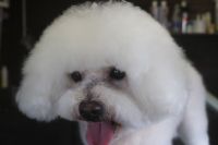 【ビション】S君　ナノバブルオゾンシャンプーコースのご利用ありがとうございました。　全身をブラッシングしてからオゾン水を使ってシャンプー・リンシングをしました。　ブロー後に足周りやお顔を整えてお手入れしました◎　今日もとってもお利口さんにトリミングできました(^^)/栃木県真岡市　トリミングサロン221B