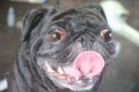 【パグ】Sちゃん　ナノバブルオゾンシャンプーコースのご利用ありがとうございました。　オゾン水を使って湯煎してからシャンプー・リンシングをしました。　足裏や爪切り、皺の間をコットンで拭いて綺麗になりました◎　今日もとってもお利口さんにトリミングできました(^^)/栃木県真岡市　トリミングサロン221B