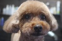 【mix】Cちゃん　カットコースのご利用ありがとうございました。　全身の長さを5mmで揃えてカットしました。　寒くなってきたので少しずつ長めにしていくといいと思います◎　爪切りやお耳掃除等のお手入れもして今日もとってもお利口さんにトリミングできました(^^)/栃木県真岡市　トリミングサロン221B