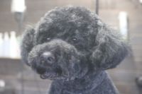 【プードル】T君　カットコースのご利用ありがとうございました。　いつもと同じ長さで全身を揃えました。　右側の耳が少し汚れが目立ったのでイヤークリーナーでお掃除しておきました。　お顔は小さめにカットしてスッキリさっぱりになりました◎　今日もとってもお利口さんにトリミングできました(^^)/栃木県真岡市　トリミングサロン221B