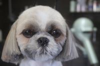 【シーズー】Aちゃん　カットコースのご利用ありがとうございました。　前回より少し長めの長さで全身をカットしました。　オゾン水を使ってシャンプーブローをしてから仕上げのカットをして、お耳も短めにしました◎　今日もとってもお利口さんにトリミングできました(^^)/栃木県真岡市　トリミングサロン221B