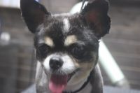 【チワワ】Rちゃん　カットコースのご利用ありがとうございました。　前回と同じ短めの長さでカットしてお手入れしました。　爪切りや肛門腺絞り等のお手入れをしてオゾン水を使ってシャンプーした後に仕上げのカットをしてスムースチワワになりました◎　今日もとってもお利口さんにトリミングできました(^^)/栃木県真岡市　トリミングサロン221B
