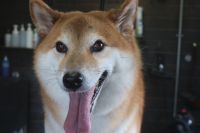 【柴犬】T君　ナノバブルオゾンシャンプーコースのご利用ありがとうございました。　良くお手入れされていたので直ぐにシャンプーに入る事ができました◎　ブロー後に爪切り・お耳掃除・足裏を綺麗にしてお手入れしました◎　今日もとってもお利口さんにトリミングできました(^^)/栃木県真岡市　トリミングサロン221B