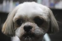 【シーズー】Kちゃん　カットコースのご利用ありがとうございました。　5mmの逆刈りをして長さを揃えました。　耳や尻尾も短めにカットしてスッキリサッパリになりました◎　爪切りやお耳掃除等のお手入れもして今日もとってもお利口さんにトリミングできました(^^)/栃木県真岡市　トリミングサロン221B