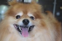 【ポメラニアン】Sちゃん　ナノバブルオゾンシャンプー＋部分カットのご利用ありがとうございました。　全身をブラッシングしてからナノバブルオゾン水を使ってシャンプー・リンシングをしました。　ブロー後にお尻をカットして足周りを整えて全身綺麗になりました◎　今日もとってもお利口さんにトリミングできました(^^)/栃木県真岡市　トリミングサロン221B