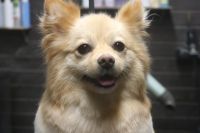 【mix】Mちゃん　カットコースのご利用ありがとうござました。　ナノバブルオゾン水を使ってシャンプーした後に全身を揃えるようにカットしました。　足周りを整えてスッキリしたラインになりました◎　爪切りやお耳掃除もして今日もとってもお利口さんにトリミングできました(^^)/栃木県真岡市　トリミングサロン221B