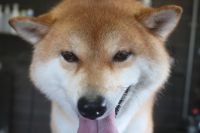 【柴犬】T君　ナノバブルオゾンシャンプーコースのご利用ありがとうございました。　換毛期が始まったようでブラッシングをしてある程度抜け毛を処理してからシャンプーに入りました。　ブローをしてから爪切りやお耳掃除等をして全身綺麗になりました◎　今日もとってもお利口さんにトリミングできました(^^)/栃木県真岡市　トリミングサロン221B