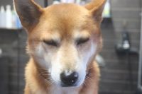 【柴犬】A君　ナノバブルオゾンシャンプーコースのご利用ありがとうございました。　全身をブラッシングしてからナノバブルオゾン水を使ってシャンプーしました。　換毛期も落ち着いた様子であまり抜けませんでした◎　爪切りやお耳掃除もして今日もとってもお利口さんにトリミングできました(^^)/栃木県真岡市　トリミングサロン221B