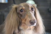 【ダックス】Jちゃん　ナノバブルオゾンシャンプー＋部分カットのご利用ありがとうございました。　全身をブラッシングしてからオゾン水を使ってシャンプー・リンシングをしました。　ブロー後に爪切りや足周りをカットしてお耳掃除等をして綺麗になりました◎　今日もとってもお利口さんにトリミングできました(^^)/栃木県真岡市　トリミングサロン221B