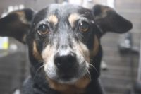 【ジャーマンピンシャー】Mちゃん　ナノバブルオゾンシャンプーコースのご利用ありがとうございました。　ナノバブルオゾン水を使ってシャンプーしてブロー後に爪切りや足裏を整えて、お耳掃除等をしてお手入れしました◎　特に皮膚の状態や体の具合もいいようで、今日もとってもお利口さんにトリミングできました(^^)/栃木県真岡市　トリミングサロン221B