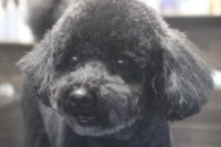 【プードル】Pちゃん　カットコースのご利用ありがとうございました。　全身をブラッシングしてから爪切り・お耳掃除をしてナノバブルオゾン水を使ってシャンプーしてからカットに入りました。　体・手足はいつもの長さにして目の周りは短めにしました◎　お尻周りは気にしないように軽くにしました。　今日もとってもお利口さんにトリミングできました(^^)/栃木県真岡市　トリミングサロン221B