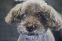 【プードル】Pちゃん　カットコースのご利用ありがとうございました。　爪切りやお耳掃除等のお手入れをしてからオゾン水を使ってシャンプーしてからカットに入りました。　高齢犬の為あまり時間を掛けないようにして、作業しました。　目の周りやお口周りは汚れにくいように短めにしました◎　今日もとってもお利口さんにトリミングできました(^^)/栃木県真岡市　トリミングサロン221B