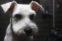 【シュナウザー】C君　カットコースのご利用ありがとうござました。　前回と同じ長さで全身をカットしました。　目やには取れる範囲でお湯でふやかして取りました。　次回のシャンプーコースの時に再度チェックします。　まつ毛があると汚れやすいのでカットしました◎　　今日もとってもお利口さんにトリミングできました(^^)/栃木県真岡市　トリミングサロン221B