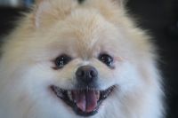 【ポメラニアン】R君　ナノバブルオゾンシャンプーコースのご利用ありがとうございました。　カットをしてから全体的に伸びてきました。　寒い間は長めの状態をキープして、暖かくなったらカットをする感じでいいと思います◎　オゾン水を使ってシャンプーして綺麗になりました◎　今日もとってもお利口さんにトリミングできました(^^)/栃木県真岡市　トリミングサロン221B