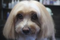 【mix】C君　カットコースのご利用ありがとうございました。　体・手足はいつもの長さにカットしてお手入れしました。　薬用シャンプーもありますので、もしご希望の際にはいつでも承ります。　　お口周りや目の周りの汚れも良くなっているように思います◎　今日もとってもお利口さんにトリミングできました(^^)/栃木県真岡市　トリミングサロン221B