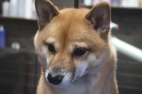 【豆柴】Yちゃん　ナノバブルオゾンシャンプーコースのご利用ありがとうございました。　換毛期が始まったようなのでブラッシングをしっかりとしてからナノバブルオゾン水を使ってシャンプーしました。　爪切りや足裏を綺麗にしてお耳掃除等をしてお手入れしました。　肛門腺が出にくかったので獣医さんに行った時にチェックしてもらいましょう。　今日もとってもお利口さんにトリミングできました(^^)/栃木県真岡市　トリミングサロン221B