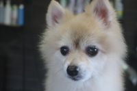 【ポメラニアン】M君　ナノバブルオゾンシャンプーコースのご利用ありがとうございました。　ブラッシングをしてから爪切りやお耳掃除をしてシャンプーに入りました。　ナノバブルオゾン水を使って湯煎してからシャンプーをして全身綺麗になりました◎　今日もとってもお利口さんにトリミングできました(^^)/栃木県真岡市　トリミングサロン221B