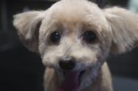 【プードル】カットコースのご利用ありがとうございました。　前回よりも少し長めの長さで全身を揃えました。　年末まで持つようにお顔は短めにして毛玉等が出来にくいようにしました◎　お耳も短くしてスッキリサッパリになりました◎　今日もとってもお利口さんにトリミングできました(^^)/栃木県真岡市　トリミングサロン221B