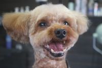 【プードル】カットコースのご利用ありがとうございました。　寒くなってきたのでいつもより少し長めの長さで体・手足をカットしました。　お顔は短く小さめに作って汚れにくいようにしました◎　爪切りやお耳掃除等もして全身綺麗になりました。　今日もとってもお利口さんにトリミングできました(^^)/栃木県真岡市　トリミングサロン221B