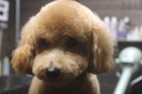 【プードル】カットコースのご利用ありがとうございました。　全身をブラッシングしてからナノバブルオゾン水を使ってシャンプーした後にブローをして仕上げのカットをしました。　爪切り・お耳掃除・肛門腺絞り等のお手入れもして綺麗になりました◎　今日もとってもお利口さんにトリミングできました(^^)/栃木県真岡市　トリミングサロン221B
