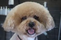 【mix】カットコースのご利用ありがとうございました。　体・手足はいつもの長さに揃えてお手入れしました。　ブラッシングをしてからオゾン水を使ってシャンプーブローをしてから仕上げのカットをしました◎　爪切りやお耳掃除もして今日もとってもお利口さんにトリミングできました(^^)/栃木県真岡市　トリミングサロン221B