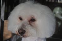 【ビション】E君　カットコースのご利用ありがとうございました。　ブラッシングをしてからナノバブルオゾン水を使ってシャンプーした後にカットに入りました。　少し寒くなってきたので前回よりも長めにして全身を揃えました◎　爪切りやお耳掃除をして今日もとってもお利口さんにトリミングできました(^^)/栃木県真岡市　トリミングサロン221B