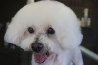 【ビション】カットコースのご利用ありがとうございました。　首周りの炎症している部分は極力触らないようにしながら作業しました。　全身を5mmの長さに揃えてもつれにくいようにしました。　爪切りやお耳掃除をして今日もとってもお利口さんにトリミングできました(^^)/栃木県真岡市　トリミングサロン221B