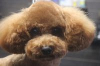 【プードル】カットコースのご利用ありがとうございました。　前回よりも少し長めの長さで全身をカットしました。　お口周りはフンワリするように残すようにして、目の周りは短めにしてカットしました。　爪切りやお耳掃除等のお手入れもして綺麗になりました◎　今日もとってもお利口さんにトリミングできました(^^)/栃木県真岡市　トリミングサロン221B