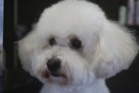 【プードル】ナノバブルオゾンシャンプーコースのご利用ありがとうございました。　今日はシャンプーの日なのでブラッシングをしてお耳掃除や爪切り等のお手入れをしてからシャンプーに入りました。　ナノバブルオゾン水を使ってシャンプー・リンシングをしてからブローをしました。　目の周りを少しカットして足裏を綺麗にして今日もとってもお利口さんにトリミングできました(^^)/栃木県真岡市　トリミングサロン221B