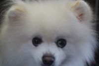 【ポメラニアン】ナノバブルオゾンシャンプーコースのご利用ありがとうござました。　被毛の状態が前回よりも戻っているように思います。　全体的にブラッシングをしてからナノバブルオゾン水を使ってシャンプー・リンシングをしてブローをしました。　足周り・足裏を整えて全身綺麗になりました◎　今日もとってもお利口さんにトリミングできました(^^)/栃木県真岡市　トリミングサロン221B