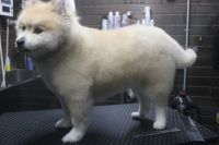 【mix】カットコースのご利用ありがとうございました。　全体的に揃える程度に長さにカットしました。　シャンプーブローをしてからオールシザーで全身をチッピングしてスッキリしたラインになりました◎　今日もとってもお利口さんにトリミングできました(^^)/栃木県真岡市　トリミングサロン221B