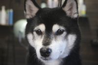 【柴犬】ナノバブルオゾンシャンプーコースのご利用ありがとうございました。　ブラッシングをしてからオゾン水を使ってシャンプー・リンシングをしました。　換毛期なので多少抜けましたが、良くお手入れされてました◎　爪切りやお耳掃除をして全身綺麗になりました。　今日もとってもお利口さんにトリミングできました(^^)/栃木県真岡市　トリミングサロン221B