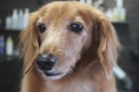 【ダックス】カットコースのご利用ありがとうございました。　爪切り等を済ませてからナノバブルオゾン水を使ってシャンプーした後にアウトラインをカットしました。　スッキリしたラインになって綺麗になりました◎　お耳掃除や肛門腺絞のチェックもして今日もとってもお利口さんにトリミングできました(^^)/栃木県真岡市　トリミングサロン221B