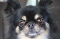 【チワワ】ナノバブルオゾンシャンプー＋部分カットのご利用ありがとうございました。　爪切り等の基本的なお手入れをしてからナノバブルオゾン水を使ってシャンプーしました。　ブロー後にお尻をカットして足周りを整えて全身綺麗になりました◎　今日もとってもお利口さんにトリミングできました(^^)/栃木県真岡市　トリミングサロン221B