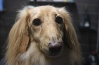 【ダックス】ナノバブルオゾンシャンプーコースのご利用ありがとうございました。　ブラッシングをしてからナノバブルオゾン水を使ってシャンプー・リンシングをしました。　ブロー後に足周りを整えて、今日はアンダーラインをカットして汚れにくいようにしました◎　　今日もとってもお利口さんにトリミングできました(^^)/栃木県真岡市　トリミングサロン221B