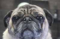 【パグ】ナノバブルオゾンシャンプーコースのご利用ありがとうございました。　オゾン水を使って湯煎してからシャンプー・リンシングをしました。　ブローをしてから爪切りやお耳掃除等をして全身綺麗になりました◎　皺の間をお掃除して、足裏を綺麗にして今日もとってもお利口さんにトリミングできました(^^)/栃木県真岡市　トリミングサロン221