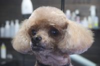 【プードル】カットコースのご利用ありがとうございました。　寒くなってきたのでいつもより少し長めの長さで全身をカットしました。　お顔は汚れにくいように目の上などは短めにしてスッキリサッパリになりました◎　今日もとってもお利口さんにトリミングできました(^^)/栃木県真岡市　トリミングサロン221B