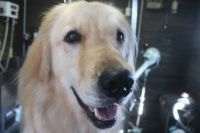 【ゴールデン】ナノバブルオゾンシャンプーコースのご利用ありがとうございました。　全身をブラッシングして縺れをカットしてからシャンプーに入りました。　オゾン水を使ってシャンプー・リンシングをしてブローをしてから爪切りや足裏・お髭のカットをしました◎　今日もとってもお利口さんにトリミングできました(^^)/栃木県真岡市　トリミングサロン221B