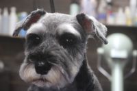 【シュナウザー】カットコースのご利用ありがとうございました。　前回と同じ長さで全身をカットしました。　オゾン水を使ってシャンプーした後にリンシングをしてブロー後に仕上げのカットをしました。　スッキリサッパリになって綺麗になりました◎　今日もとってもお利口さんにトリミングできました(^^)/栃木県真岡市　トリミングサロン221B