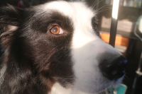 【ボーダーコリー】ナノバブルオゾンシャンプーコースのご利用ありがとうございました。　全身をブラッシングしてからナノバブルオゾン水を使ってシャンプー・リンシングをしました。　ブローをしてから爪切りや足周りを整えてお耳掃除等をして全身綺麗になりました◎　今日もとってもお利口さんにトリミングできました(^^)/栃木県真岡市　トリミングサロン221B