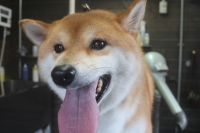 【柴犬】ナノバブルオゾンシャンプーコースのご利用ありがとうございました。　換毛期なのでシャンプー前にブラッシングをして抜け毛を抜いてからシャンプーしました。　ブロー後に爪切りやお耳掃除・ブラッシングをして全身綺麗になりました◎　今日もとってもお利口さんにトリミングできました(^^)/栃木県真岡市　トリミングサロン221B