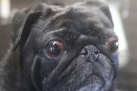 【パグ】Sちゃん　ナノバブルオゾンシャンプーコースのご利用ありがとうございました。　全身を湯煎してからオゾン水を使ってシャンプーしました。　ブローをしてから皺の間・お耳を掃除して綺麗になりました◎　今日もとってもお利口さんにトリミングできました(^^)/栃木県真岡市　トリミングサロン221B