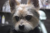 【mix】カットコースのご利用ありがとうございました。　前回より少し長めの長さで全身をカットしました。　オゾン水を使ってシャンプーしてからブロー後に仕上げのカットをしました。　お顔は丸くなるように作って、体はスッキリしたラインになりました◎　今日もとってもお利口さんにトリミングできました(^^)/栃木県真岡市　トリミングサロン221B