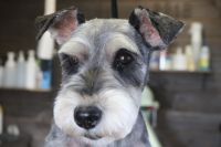 【シュナウザー】カットコースのご利用ありがとうございました。　全身をいつもと同じ長さで揃えました。　爪切りやお耳掃除・肛門腺絞り等をしてからオゾン水を使ってシャンプーした後に仕上げのカットをしました◎　今日もとってもお利口さんにトリミングできました(^^)/栃木県真岡市　トリミングサロン221B